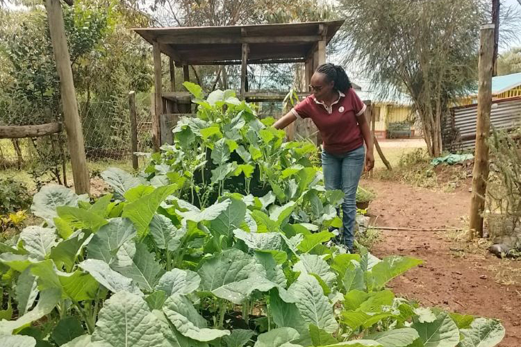 Agribusiness program This program mainly targets fruits (like strawberries, tree-tomatoes and gooseberries), vegetables like pumpkins (involving the flesh, seeds, leaves, stems) and herbal beverage like rosemary that show high nutritional and market potential.